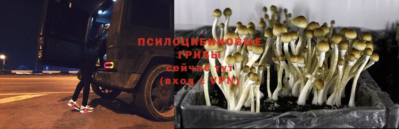 наркотики  Пучеж  Псилоцибиновые грибы Psilocybine cubensis 